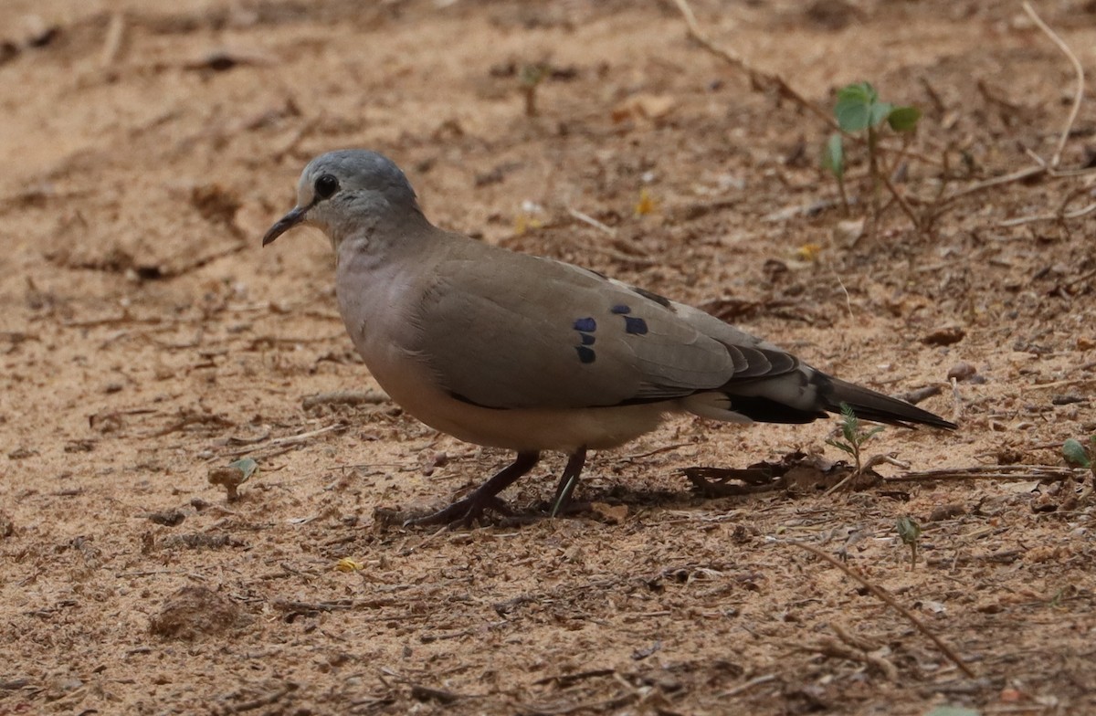 Black-billed Wood-Dove - ML638219291