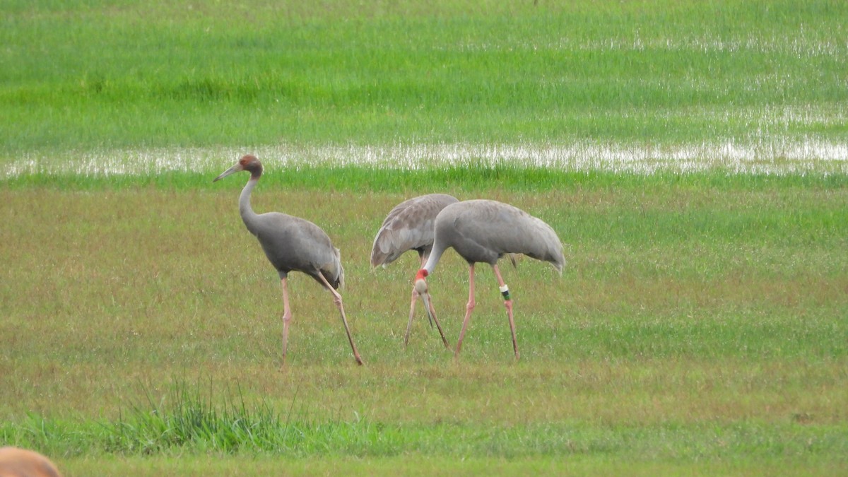 Sarus Crane - ML638219293