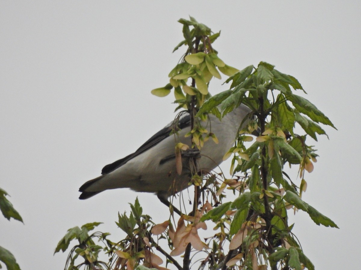 Daurian Starling - ML638219295