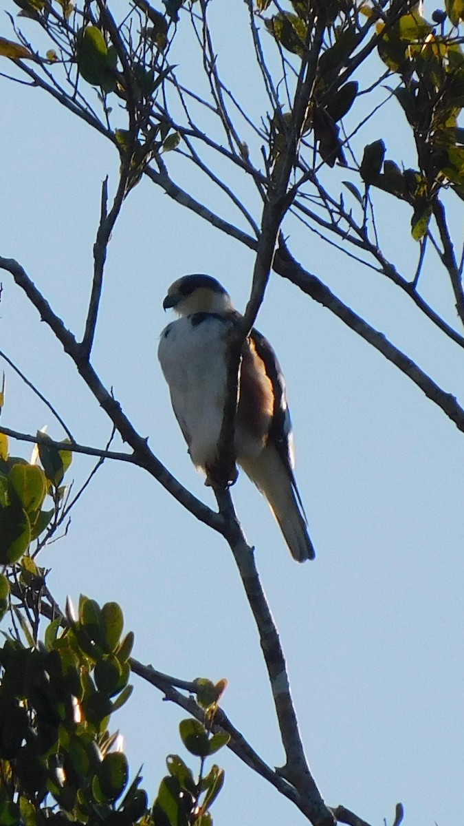 Pearl Kite - ML638219311