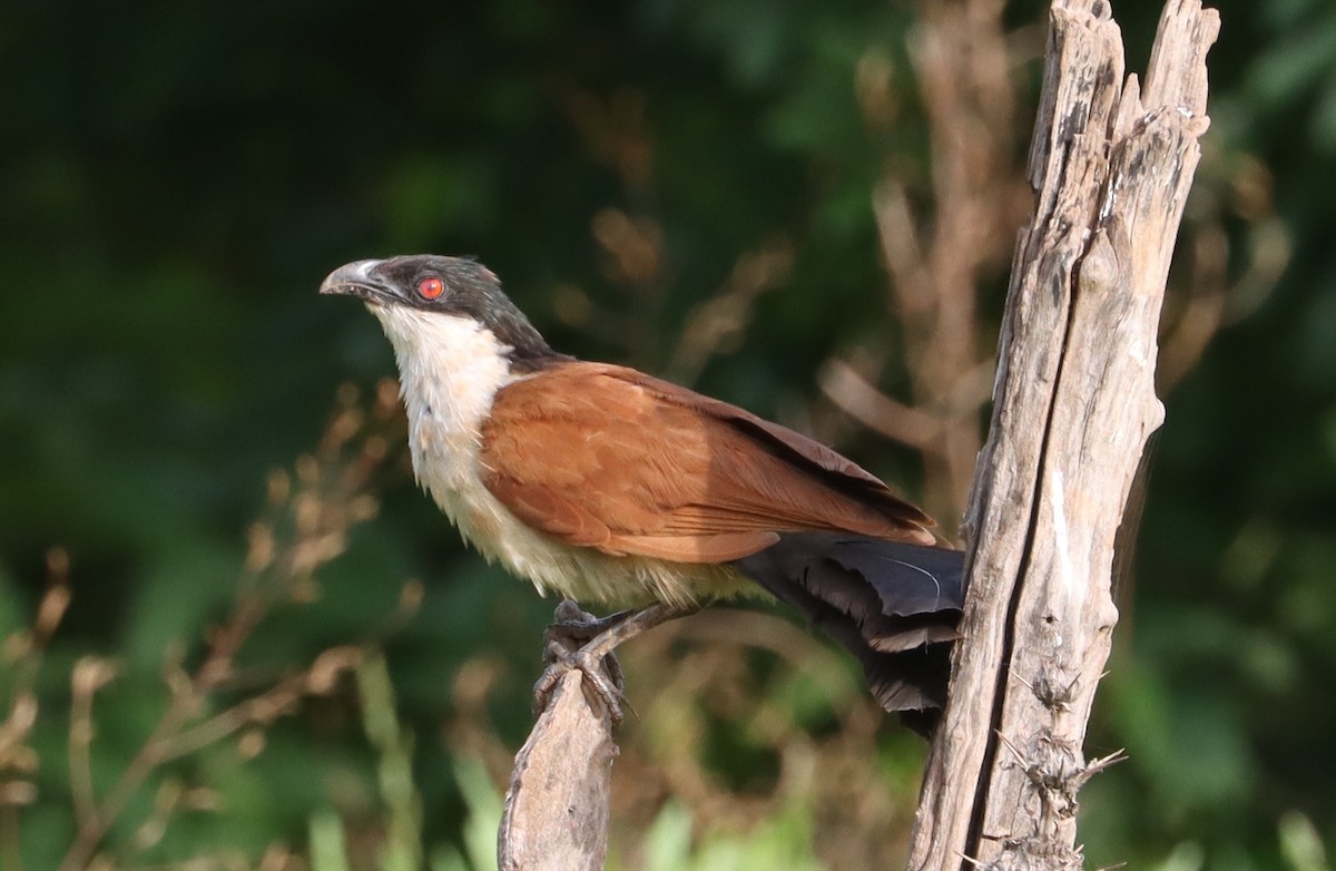 Senegal Kukalı - ML638219312