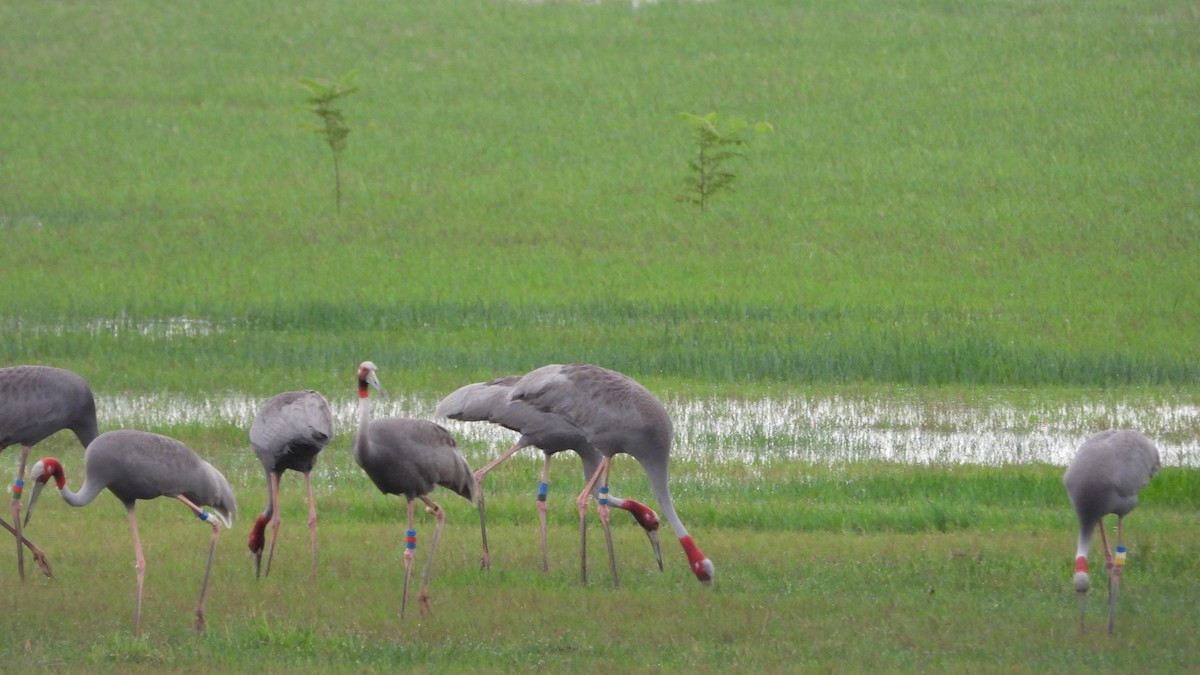 Sarus Crane - ML638219314