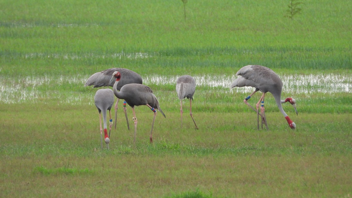 Sarus Crane - ML638219315