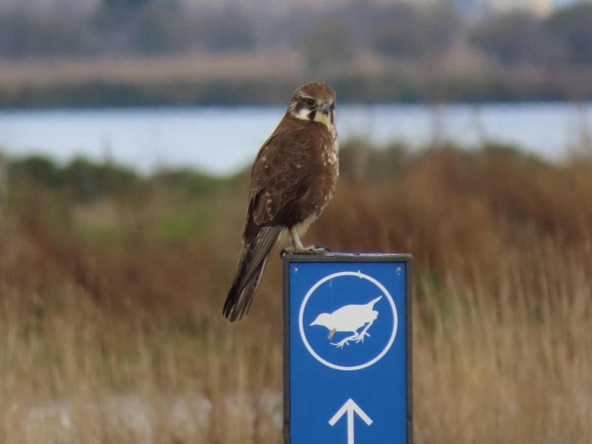 Brown Falcon - ML638219317
