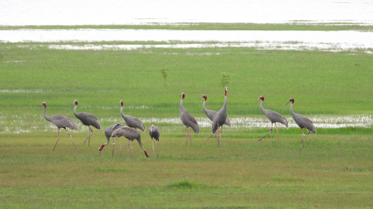 Sarus Crane - ML638219319