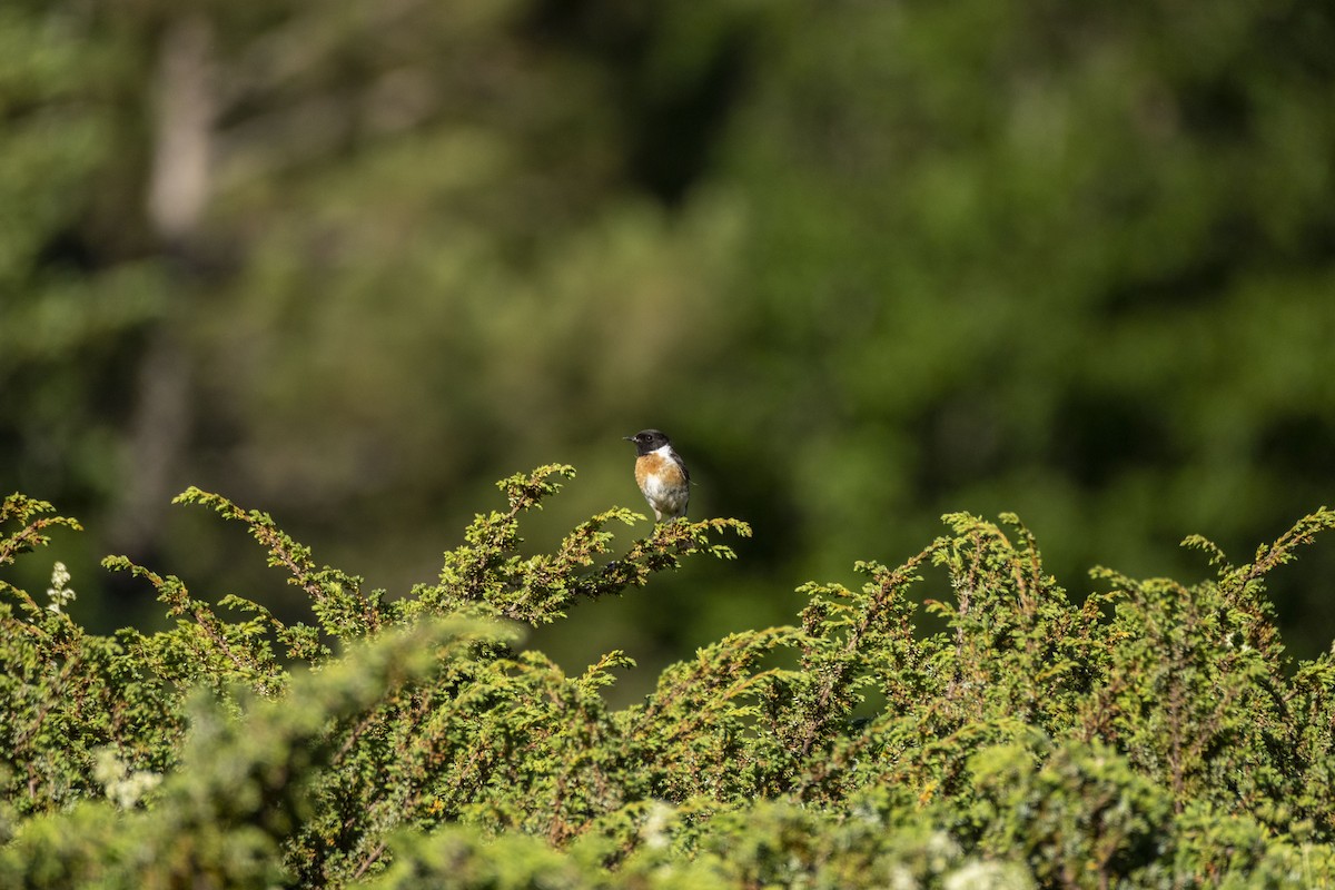 European Stonechat - ML638219321