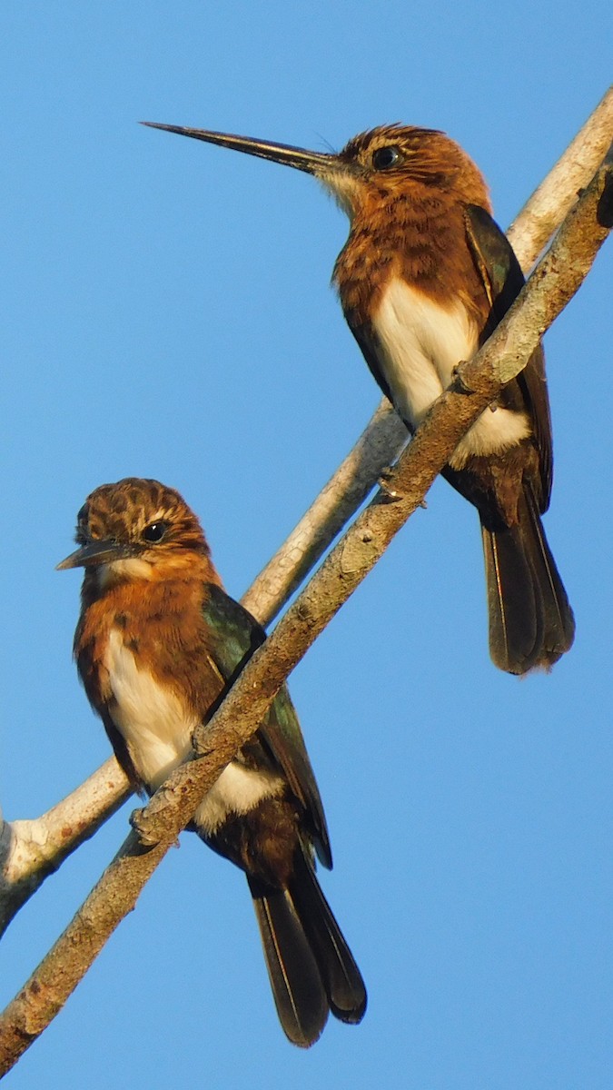 Brown Jacamar - ML638219323