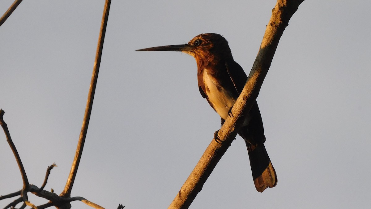 Brown Jacamar - ML638219324