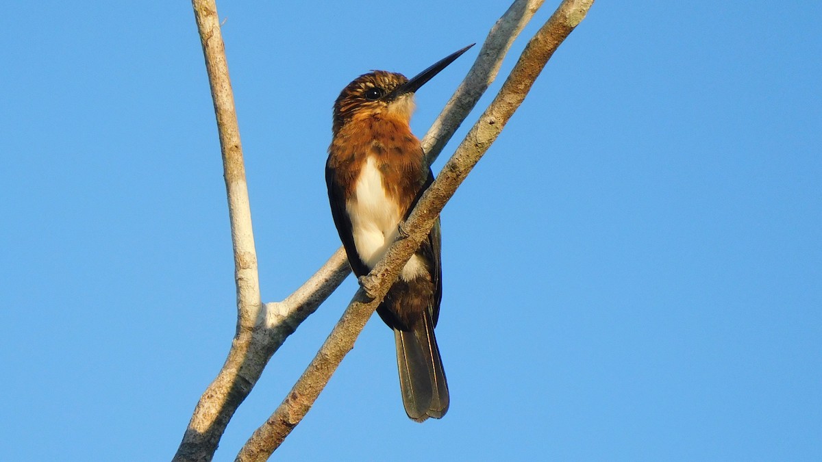 Brown Jacamar - ML638219325