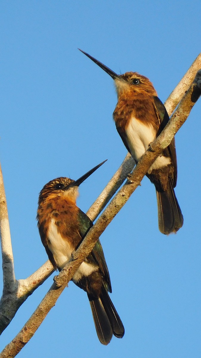 Brown Jacamar - ML638219326