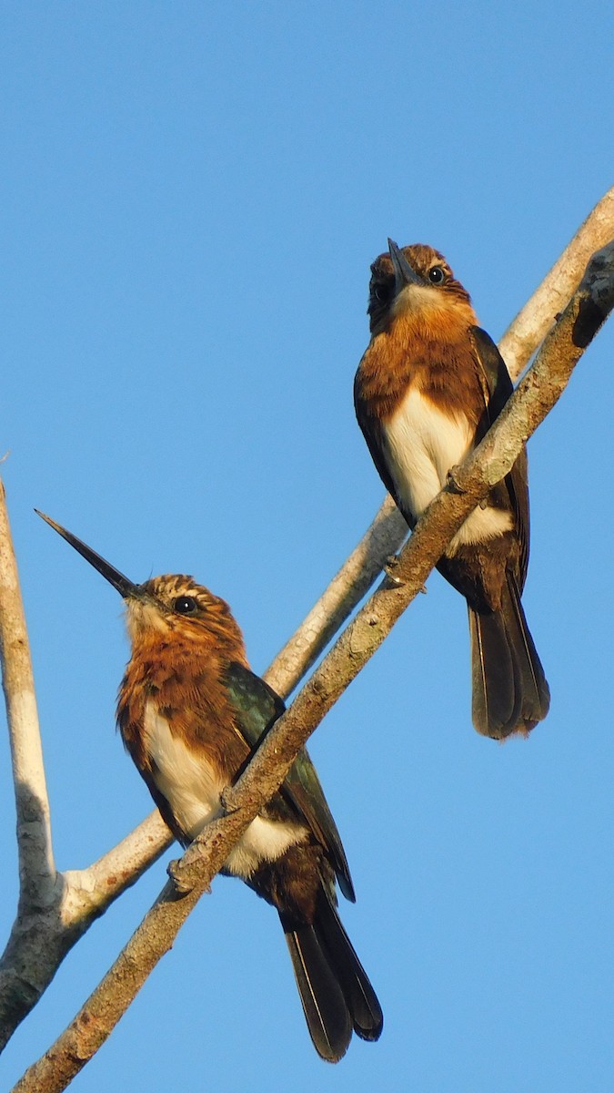 Brown Jacamar - ML638219329