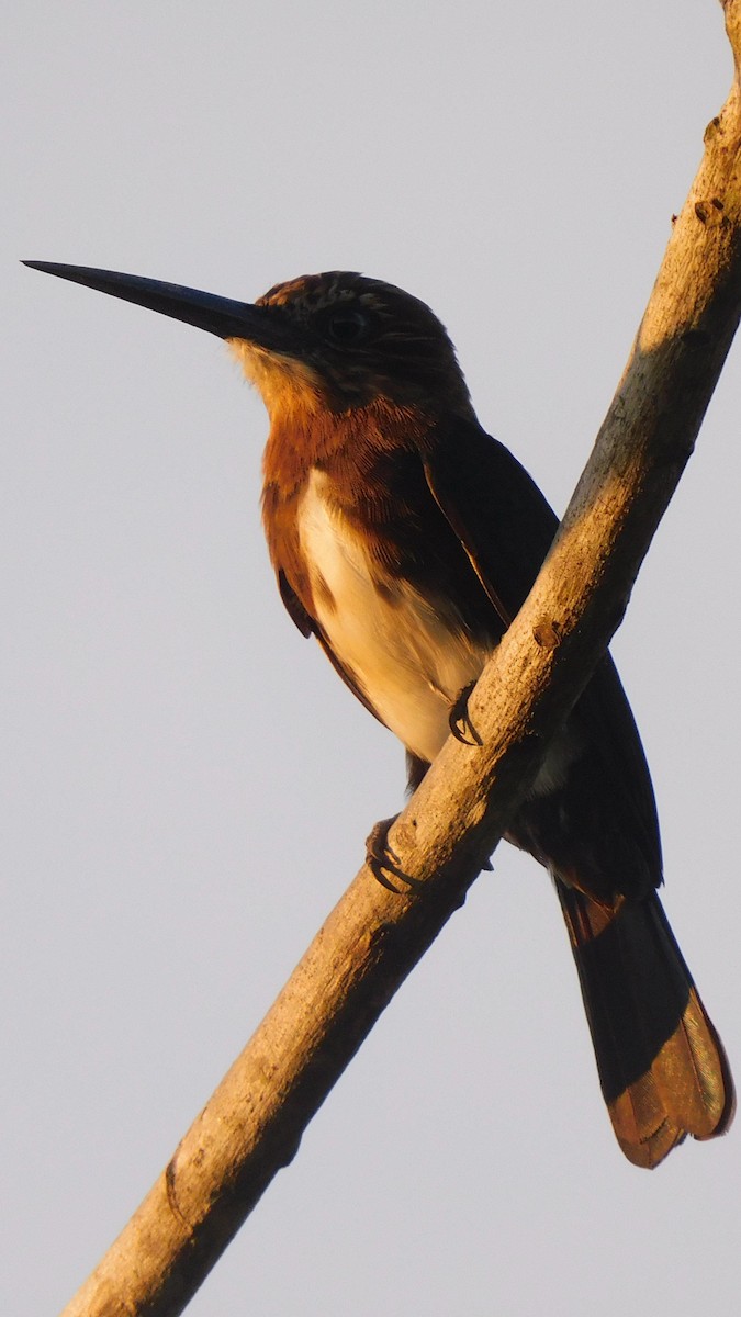 Brown Jacamar - ML638219330