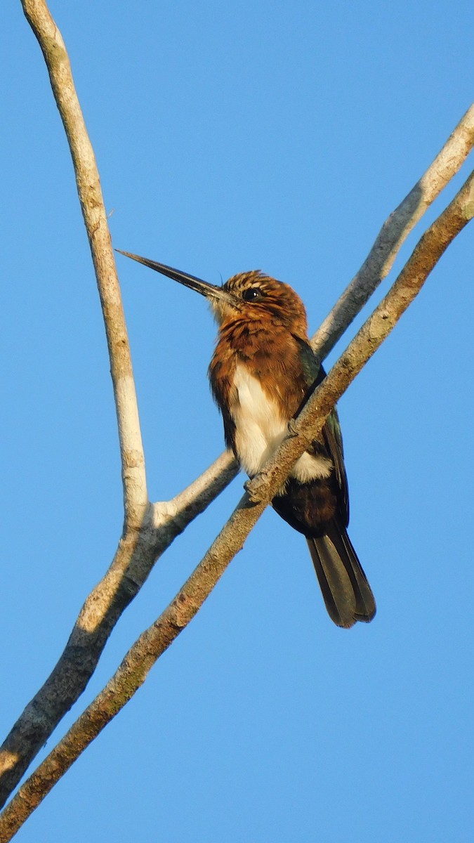 Brown Jacamar - ML638219331
