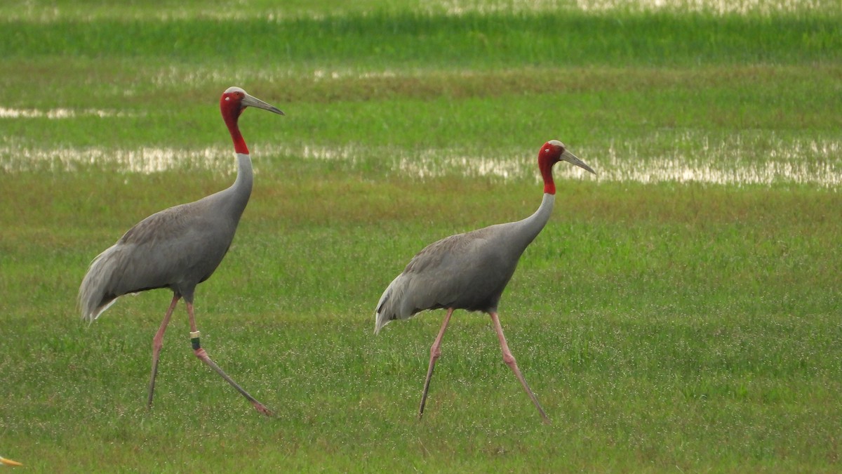 Sarus Crane - ML638219335