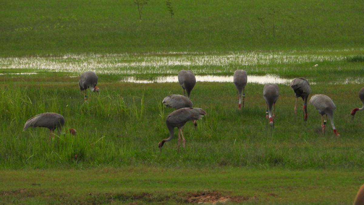 Sarus Crane - ML638219336