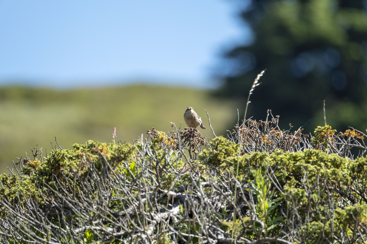 Water Pipit - ML638219338