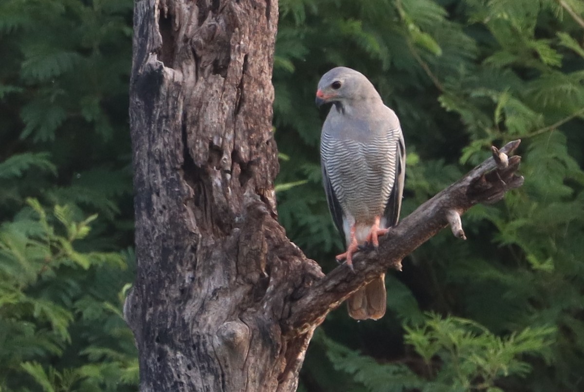 Kertenkele Şahini - ML638219339