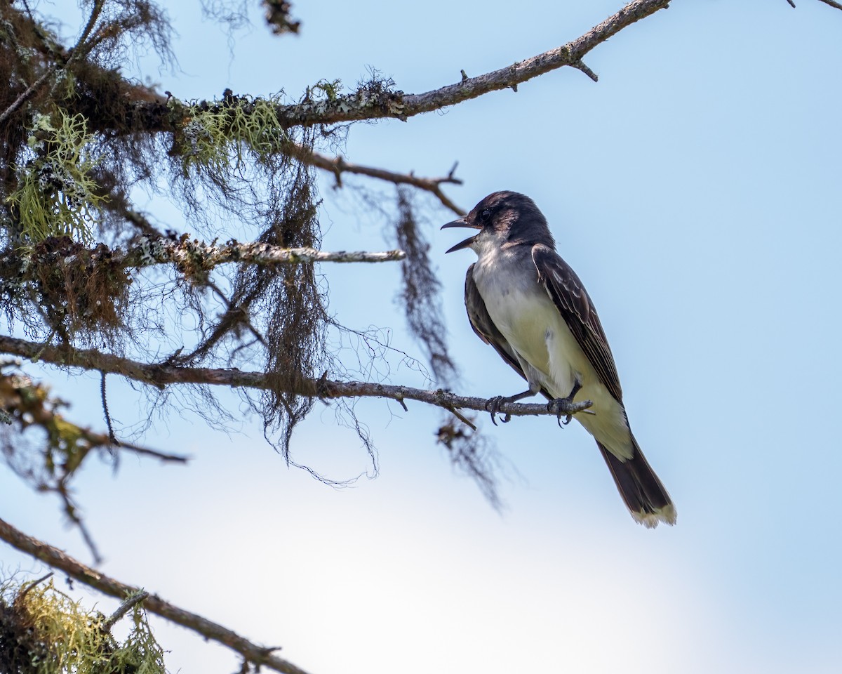 Eastern Kingbird - ML638219346