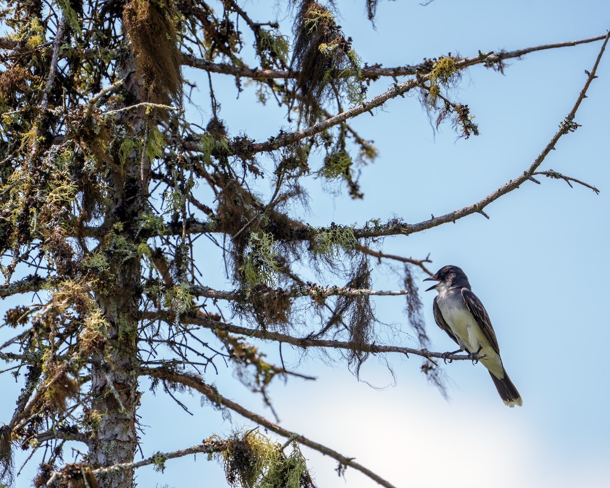 Eastern Kingbird - ML638219348