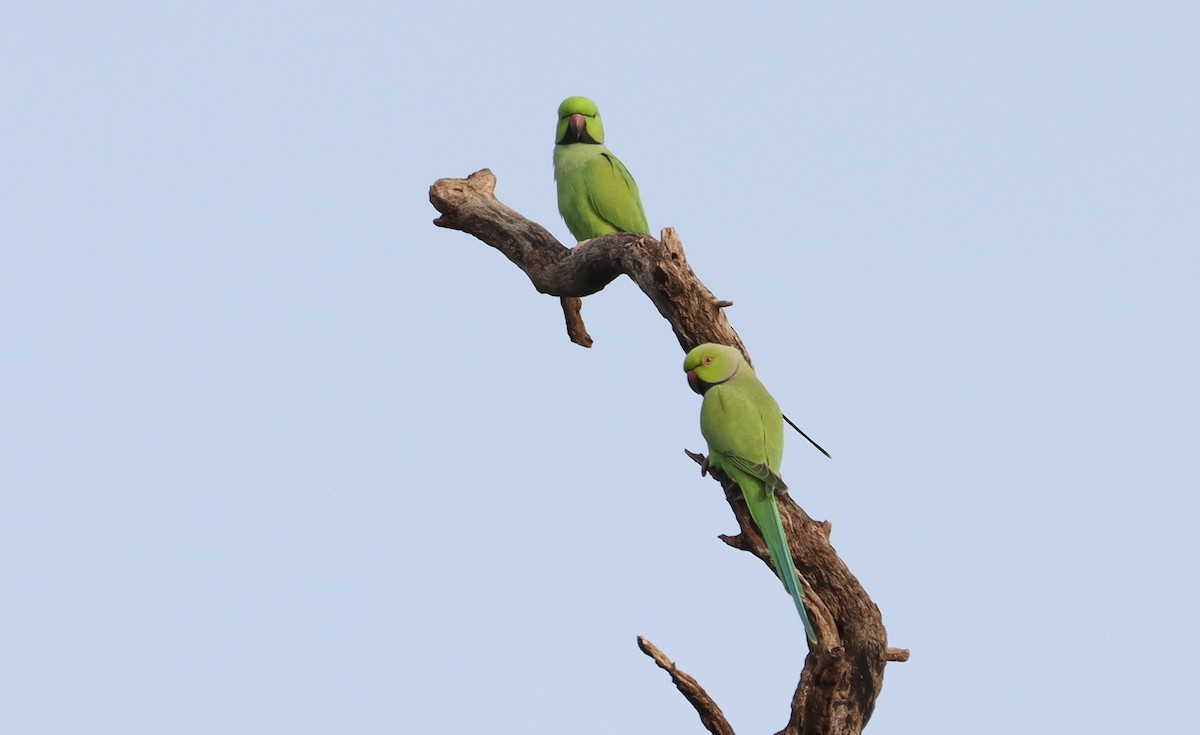 Rose-ringed Parakeet - ML638219364