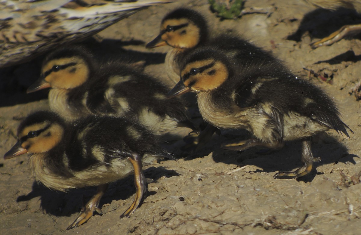 Mallard - ML638219373