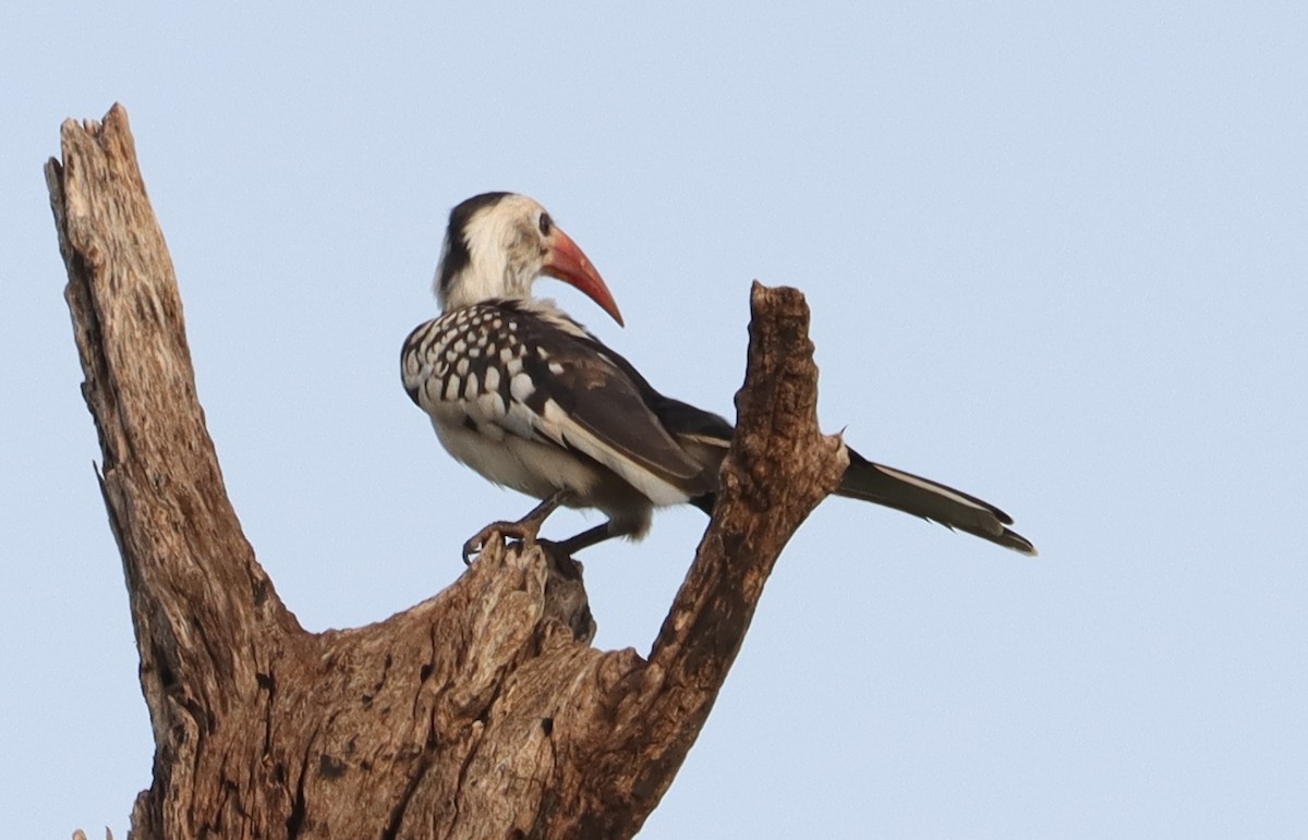 Northern Red-billed Hornbill - ML638219397