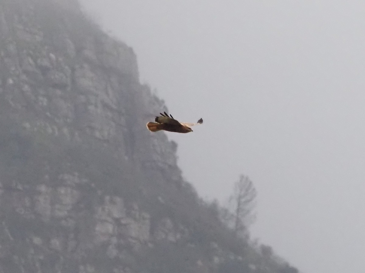 Elgin Buzzard (undescribed form) - ML638219405