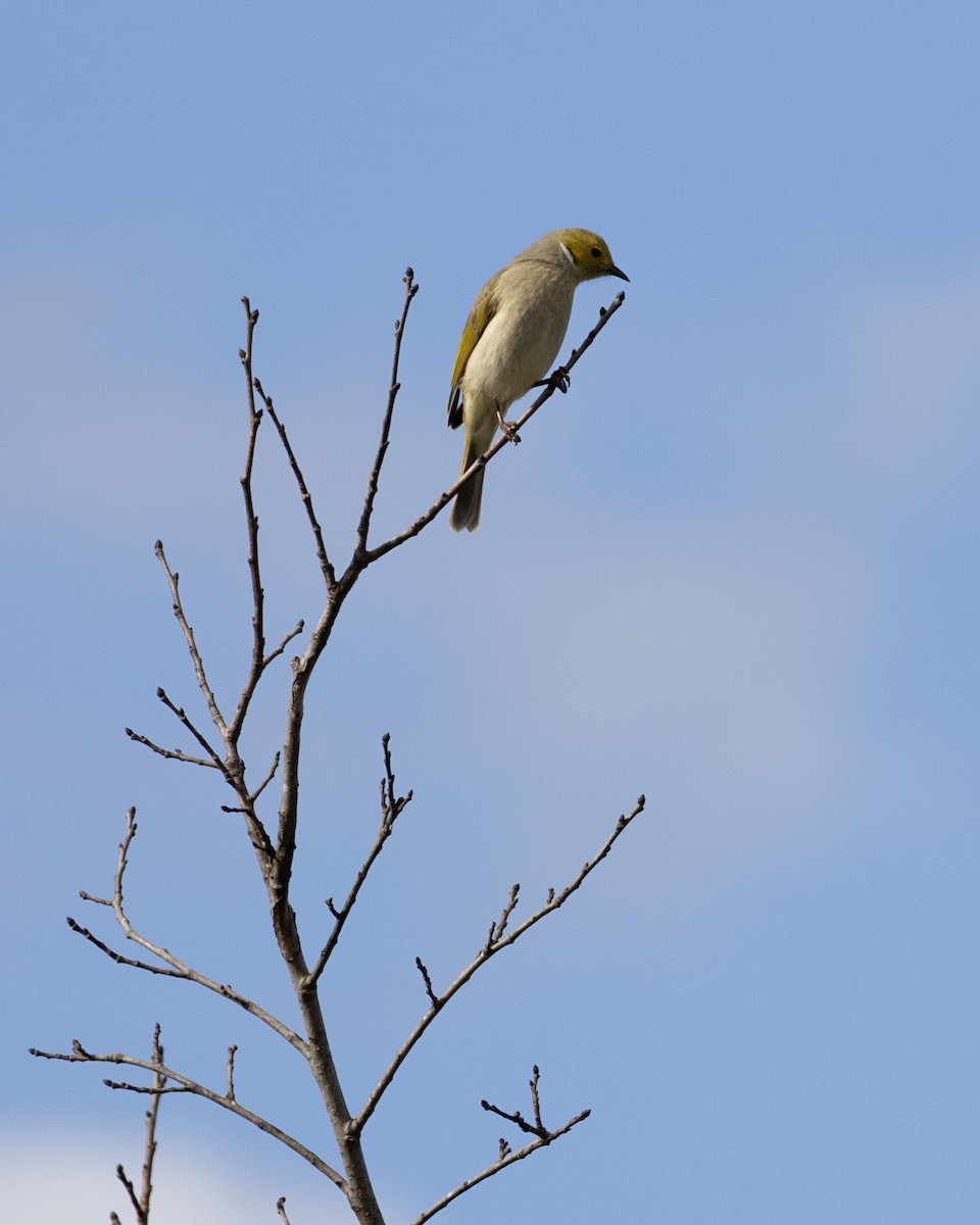White-plumed Honeyeater - ML638219451