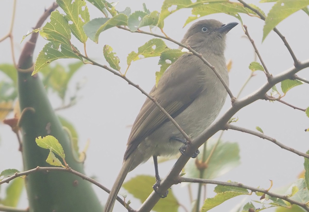 Sombre Greenbul - ML638219456
