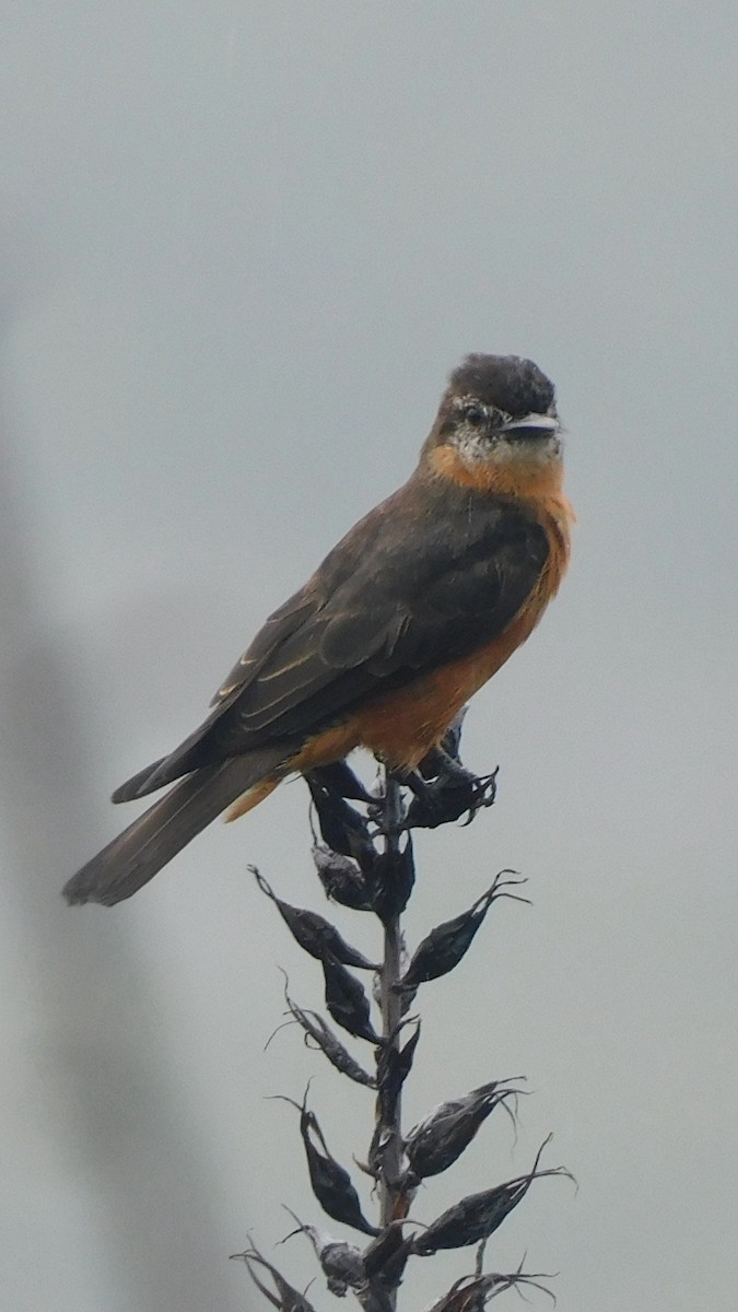 Cliff Flycatcher - ML638219457