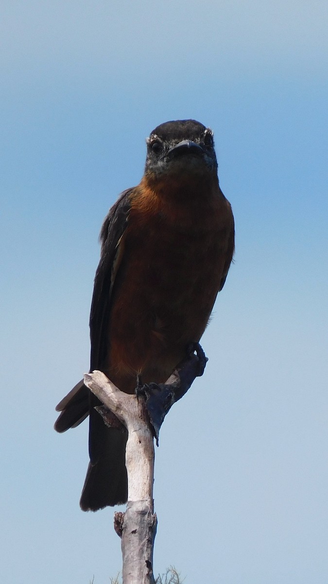 Cliff Flycatcher - ML638219458
