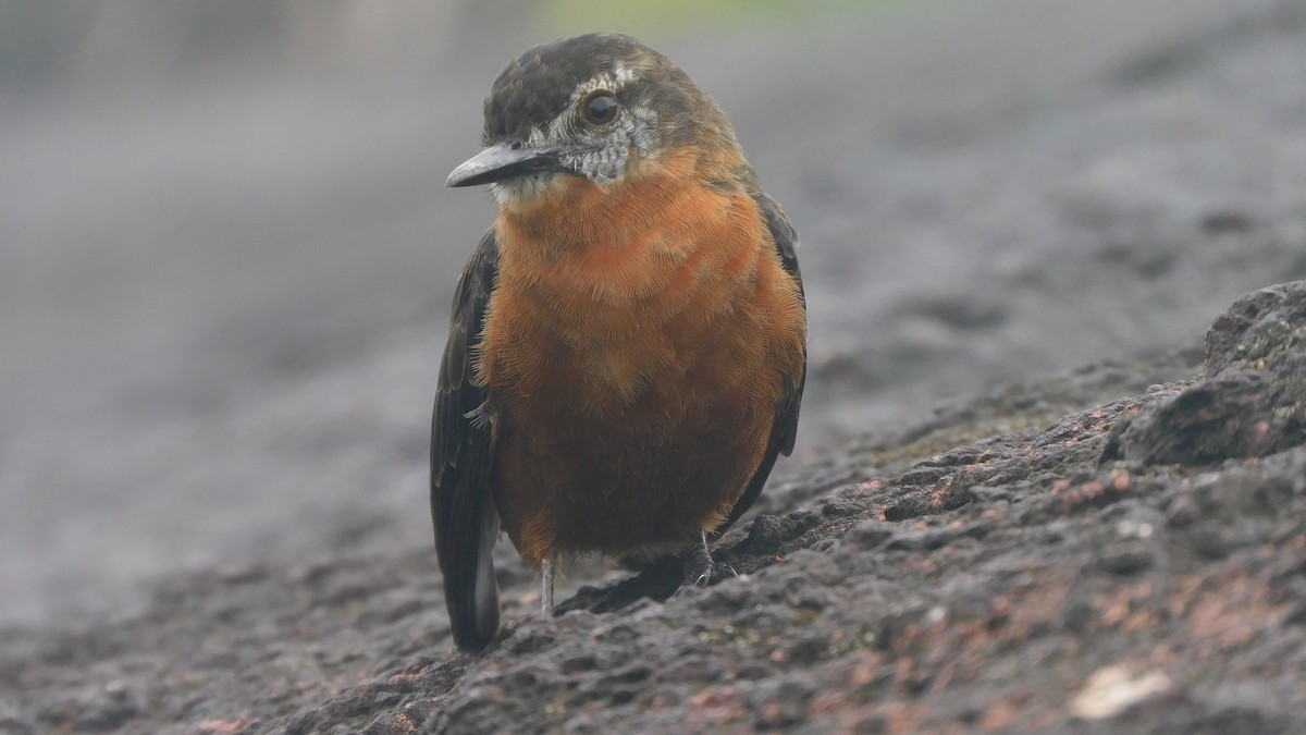 Cliff Flycatcher - ML638219460