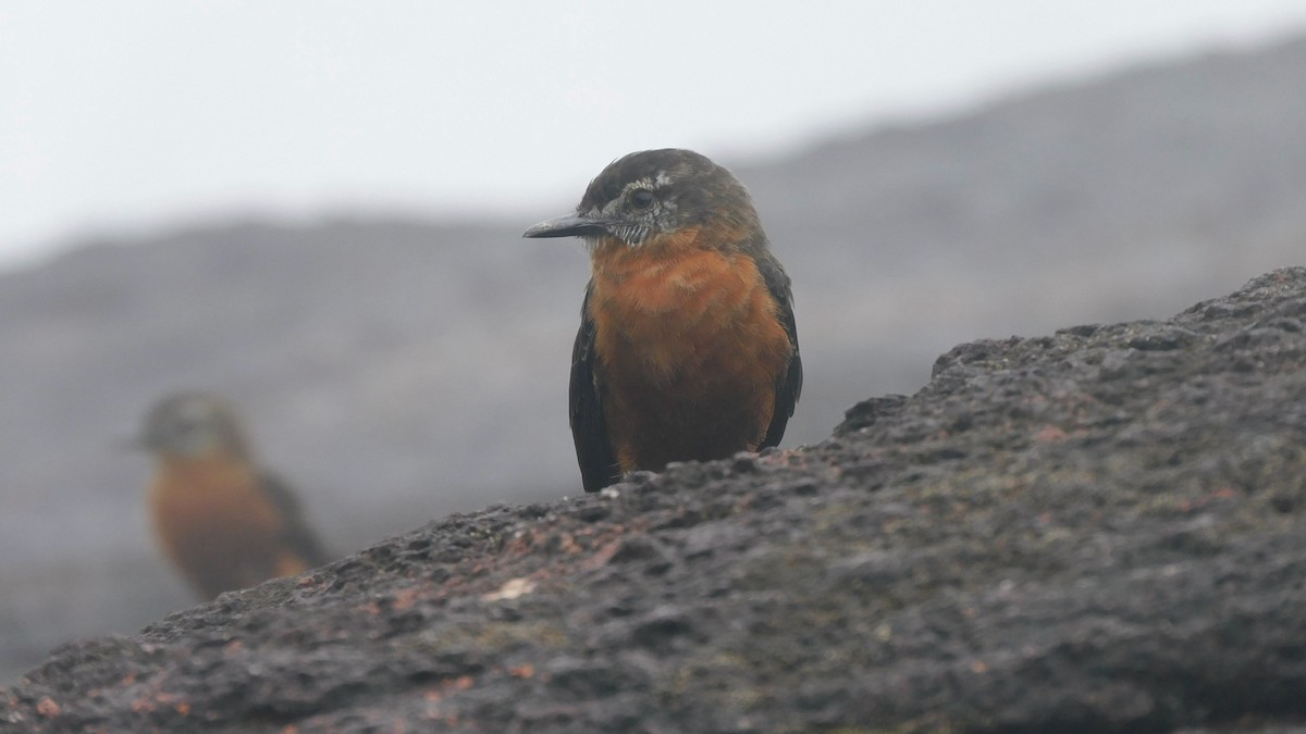 Cliff Flycatcher - ML638219461
