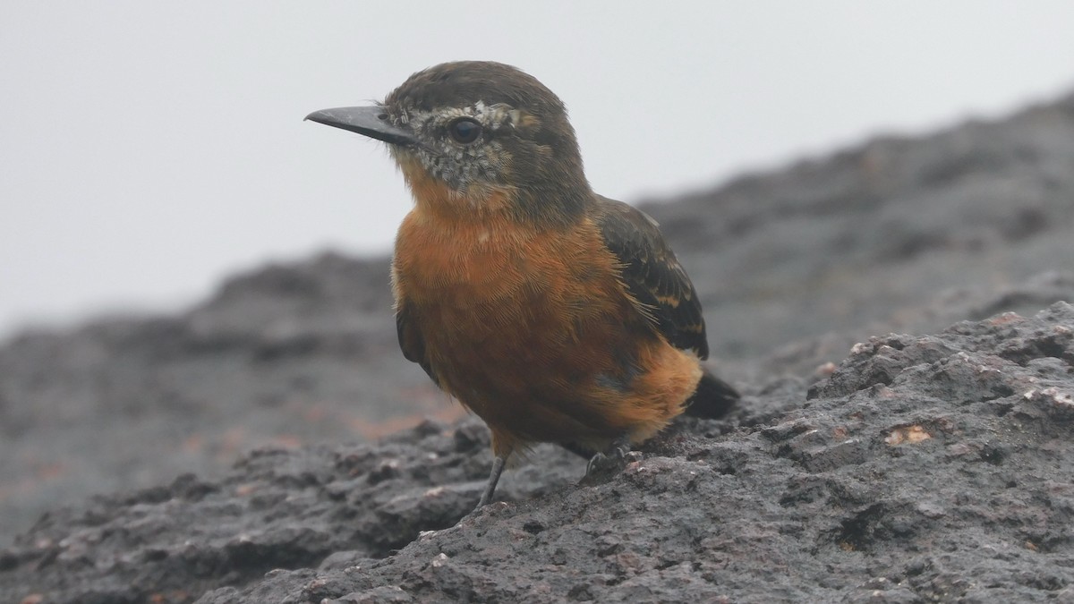 Cliff Flycatcher - ML638219462