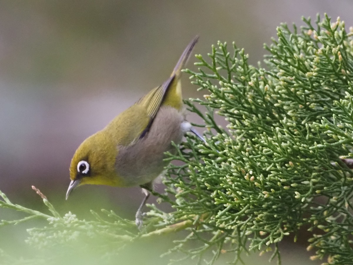 Cape White-eye - ML638219466