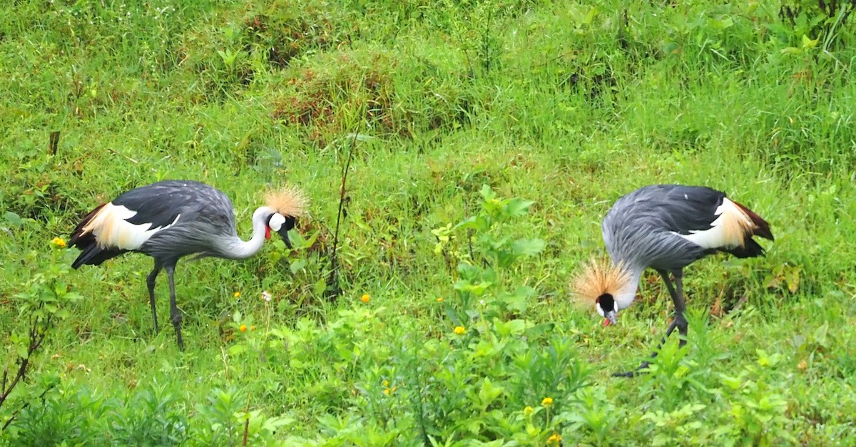 Gray Crowned-Crane - ML638219478