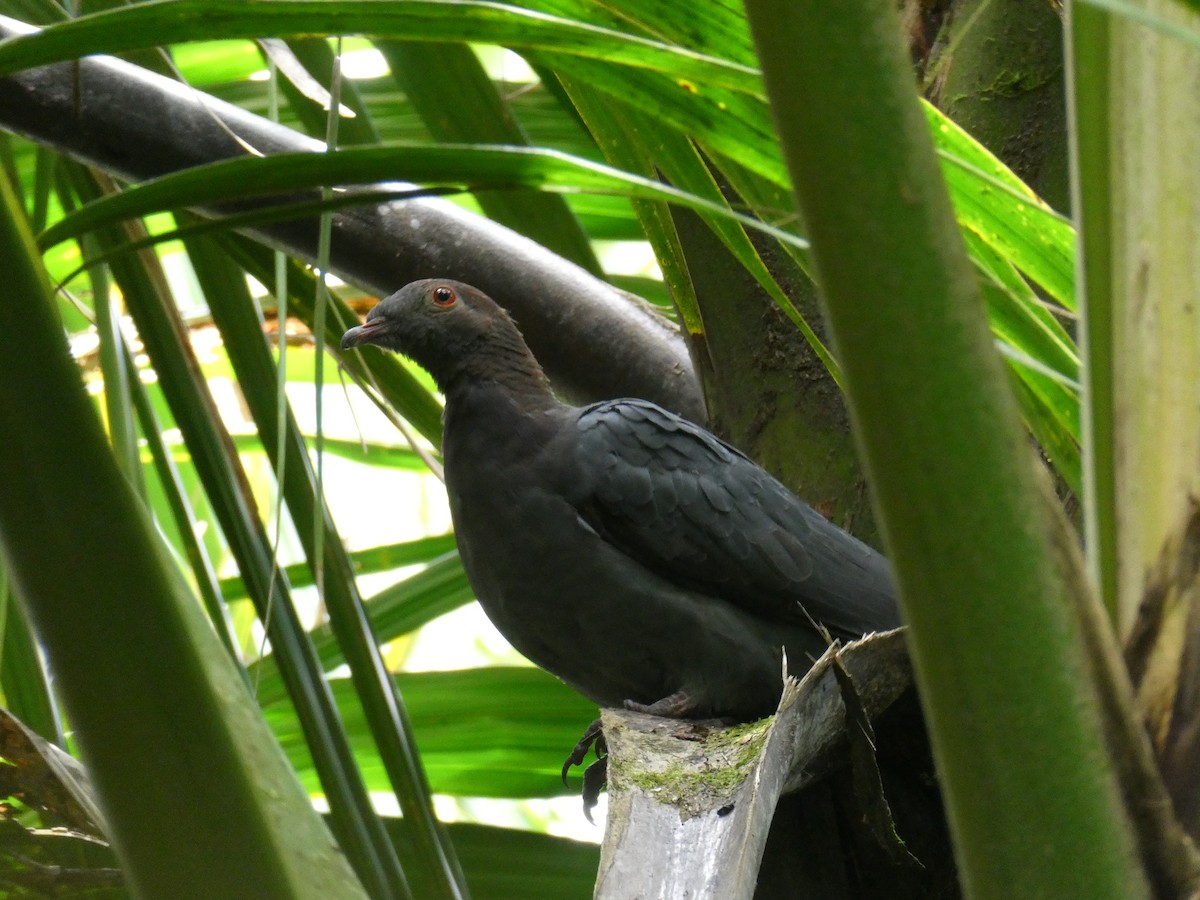 Scaly-naped Pigeon - ML638219486