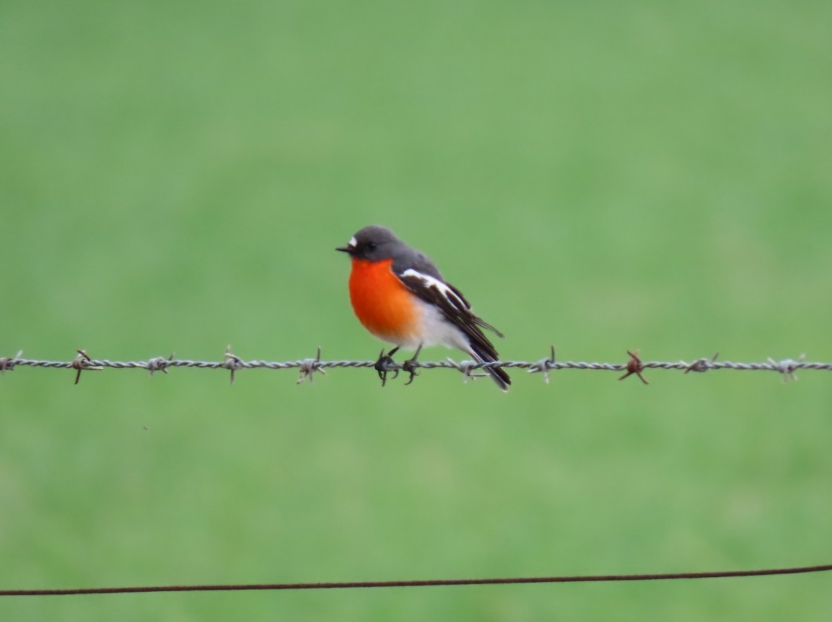 Flame Robin - ML638219497