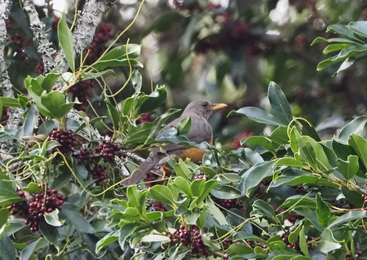 Olive Thrush - ML638219498