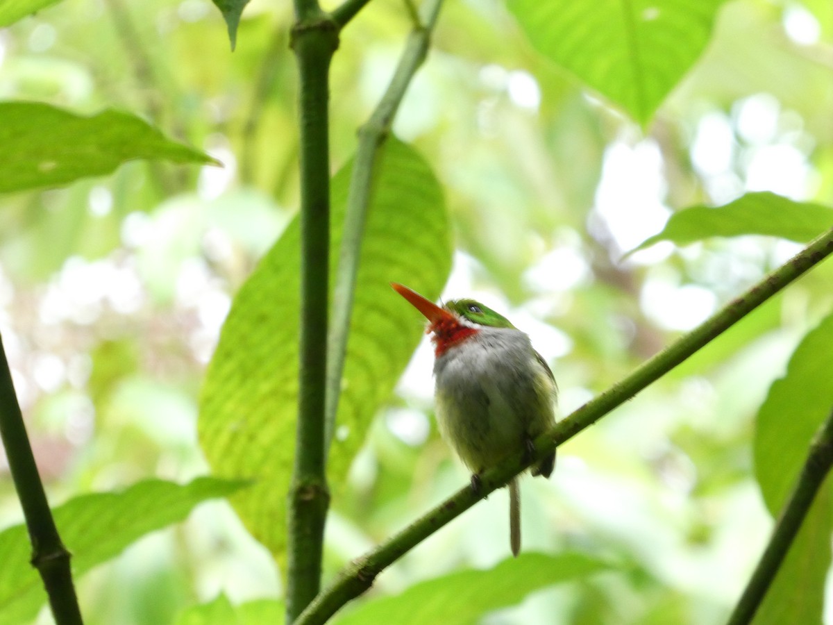 Puerto Rican Tody - ML638219500