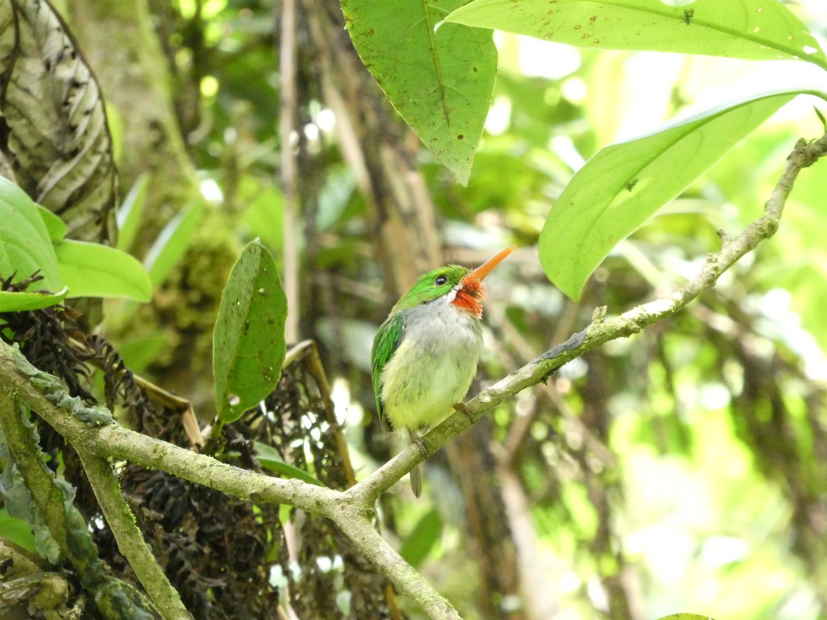 Puerto Rican Tody - ML638219501