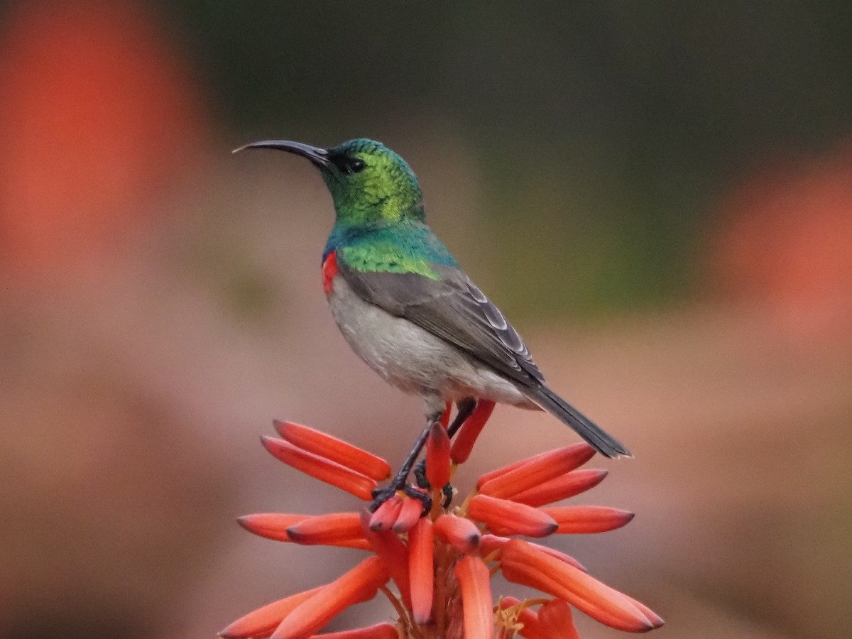 Southern Double-collared Sunbird - ML638219508