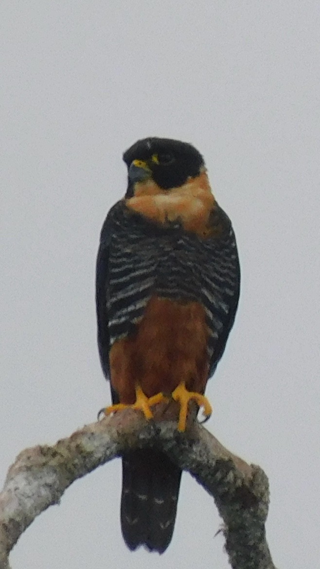 Orange-breasted Falcon - ML638219509