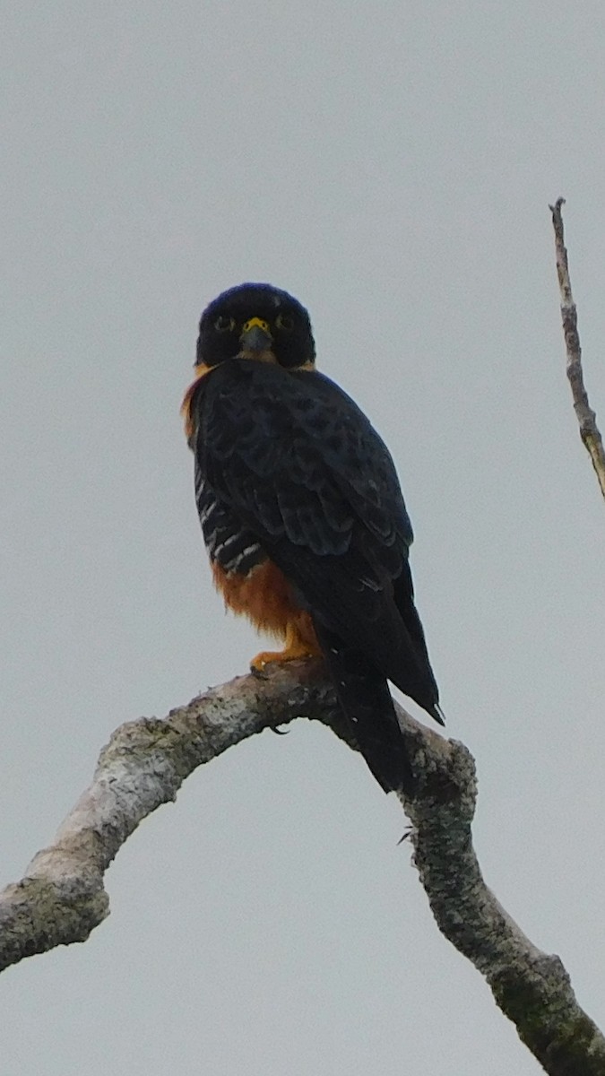 Orange-breasted Falcon - ML638219510