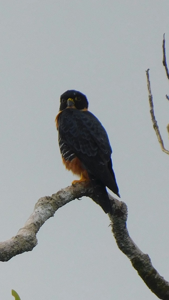 Orange-breasted Falcon - ML638219511