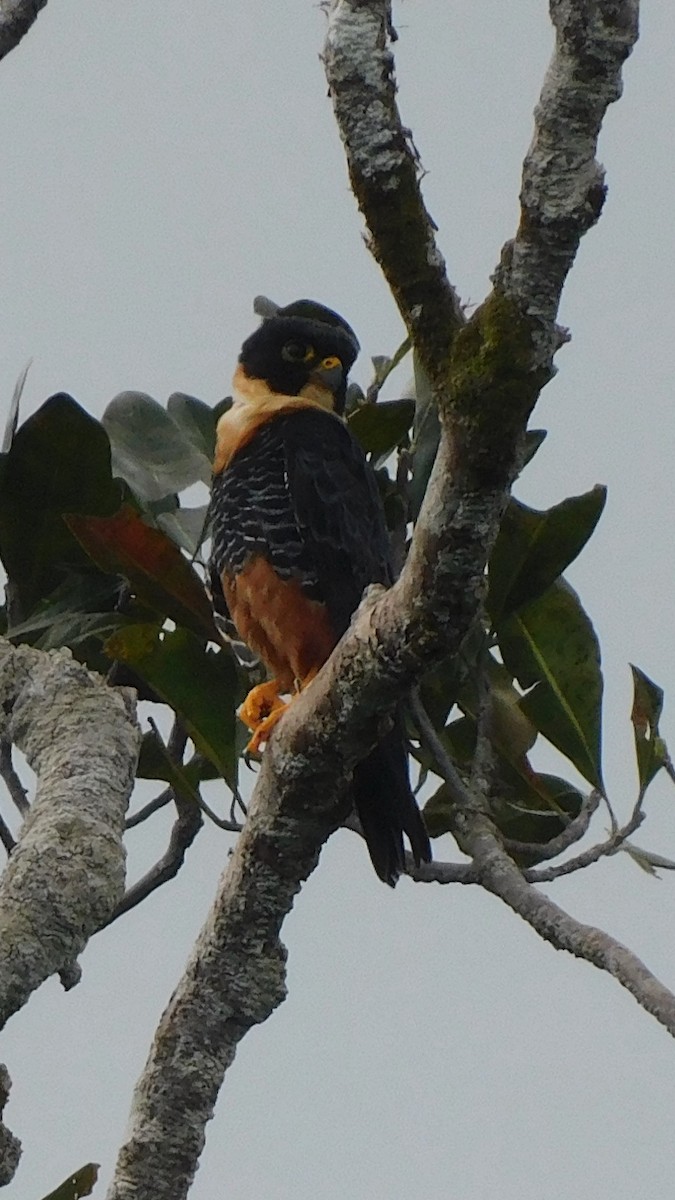 Orange-breasted Falcon - ML638219512