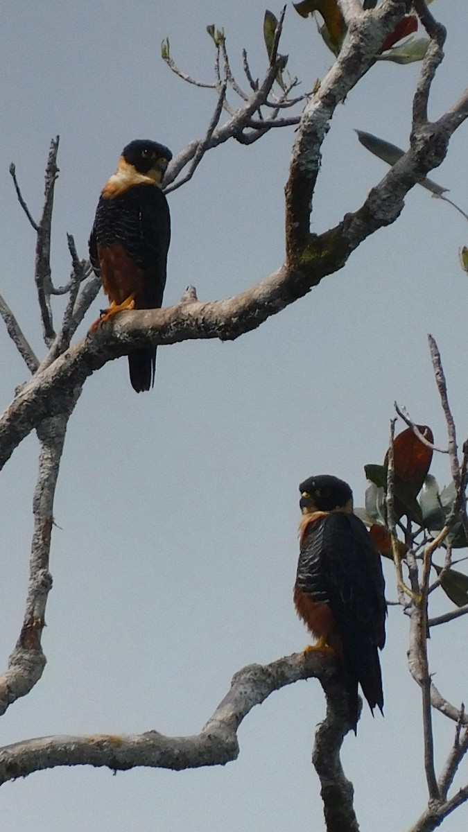 Orange-breasted Falcon - ML638219513