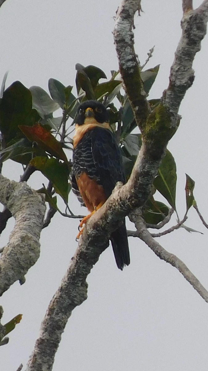Orange-breasted Falcon - ML638219515