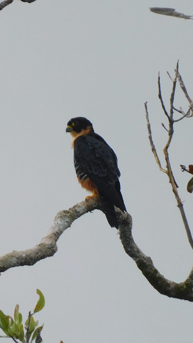 Orange-breasted Falcon - ML638219516