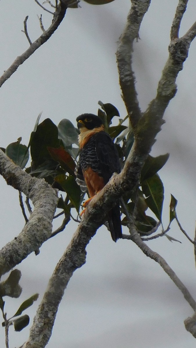 Orange-breasted Falcon - ML638219517